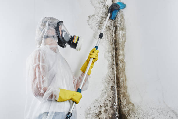 Best Mold Damage Repair  in Cedar Rapids, IA
