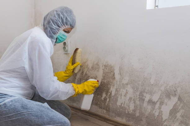 Best Crawl Space Mold Removal  in Cedar Rapids, IA