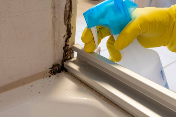 Best Same-Day Mold Removal  in Cedar Rapids, IA