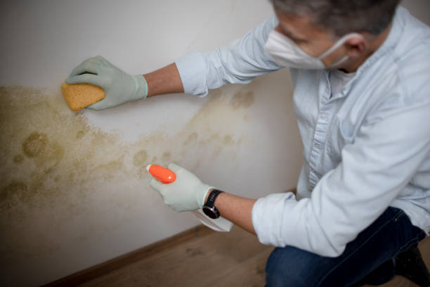 Best Toxic Mold Removal  in Cedar Rapids, IA