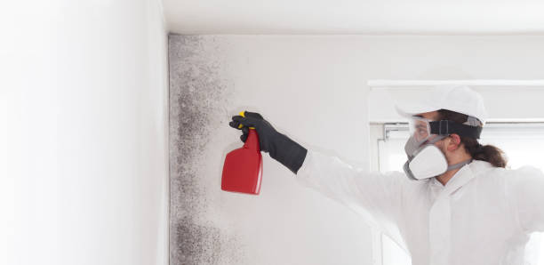 Crawl Space Mold Removal in Cedar Rapids, IA