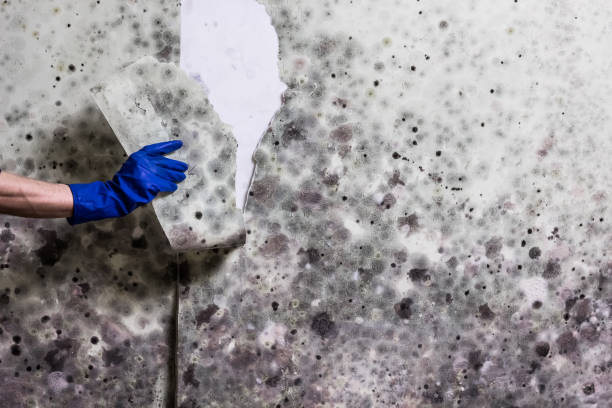 Mold Testing and Removal in Cedar Rapids, IA