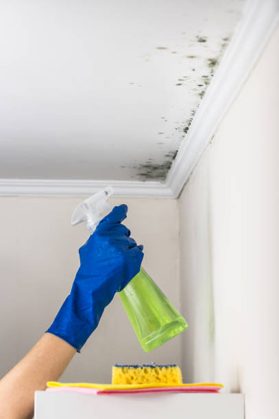 Best Affordable Mold Removal  in Cedar Rapids, IA